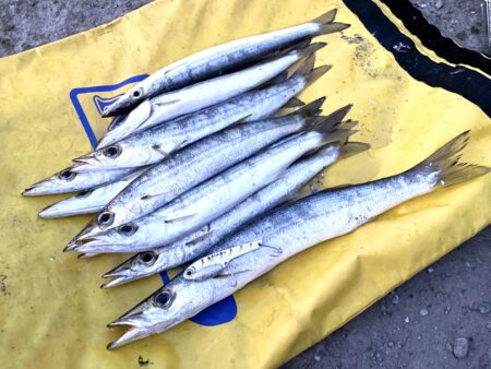 ギガカマス狙いで！